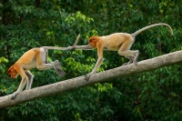 Kahau nosaty - Nasalis larvatus - Proboscis Long-nosed Monkey o9303